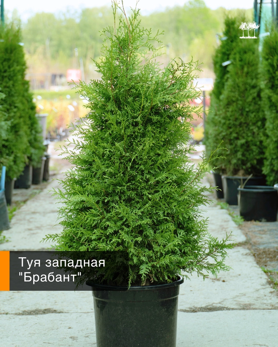 Туя «Брабант»