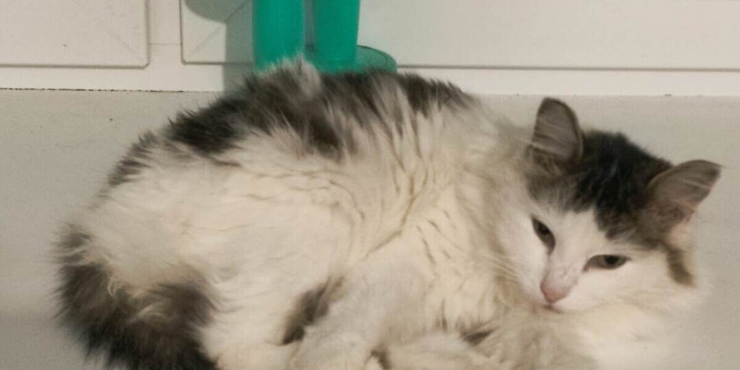 SOS! Никто не хочет помогать котикам Котомафии, даже лайком!