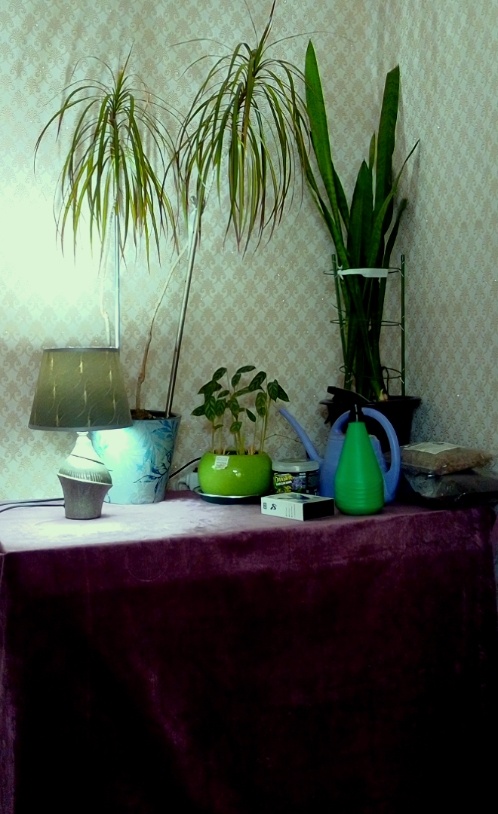 Укрыла его большой, красивой скатертью, насыщенным сиреневым цветом. И служит он мне больше, как стол для цветов, такой зелёный уголок🌱