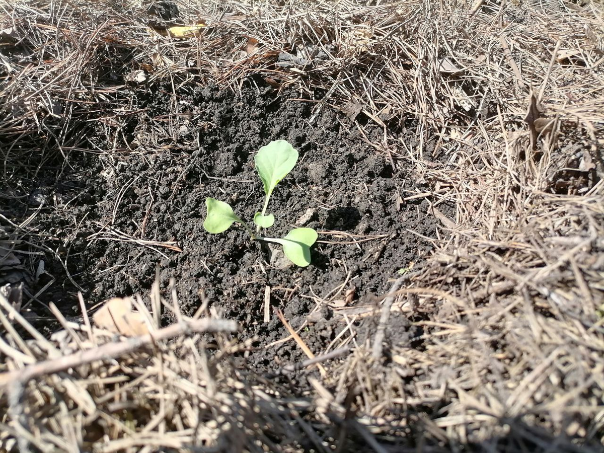 Рассада капусты в открытом грунте, фото автора