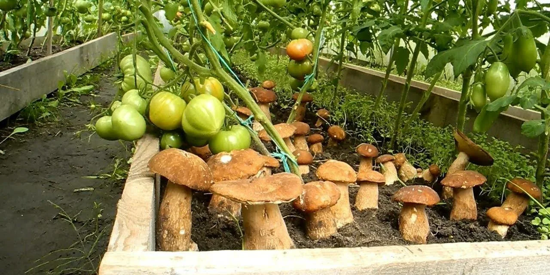 Как вырастить грибы на садовом участке и огороде