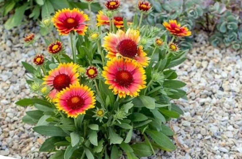 Выращивание гайлардии: посадка, уход, подкормки, размножение