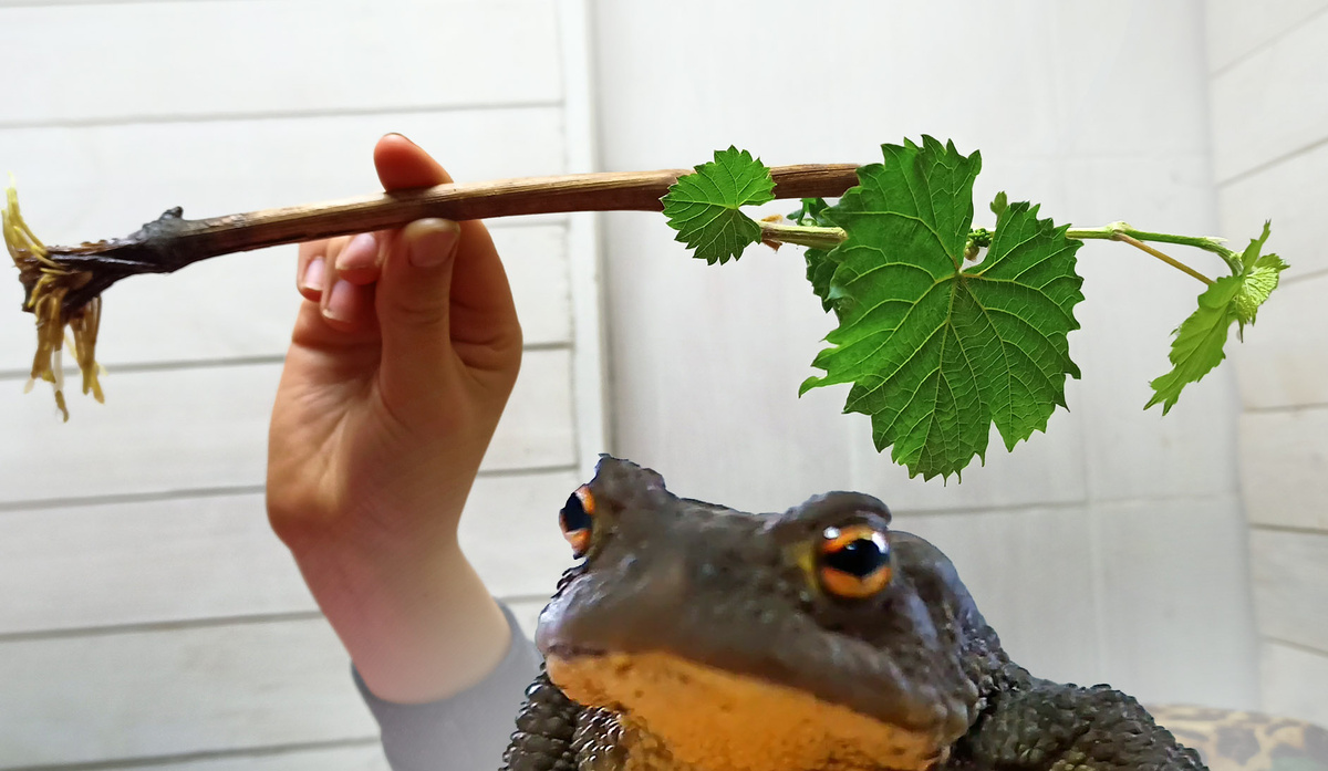 Коллаж автора