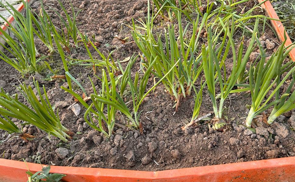 Лук после зимы