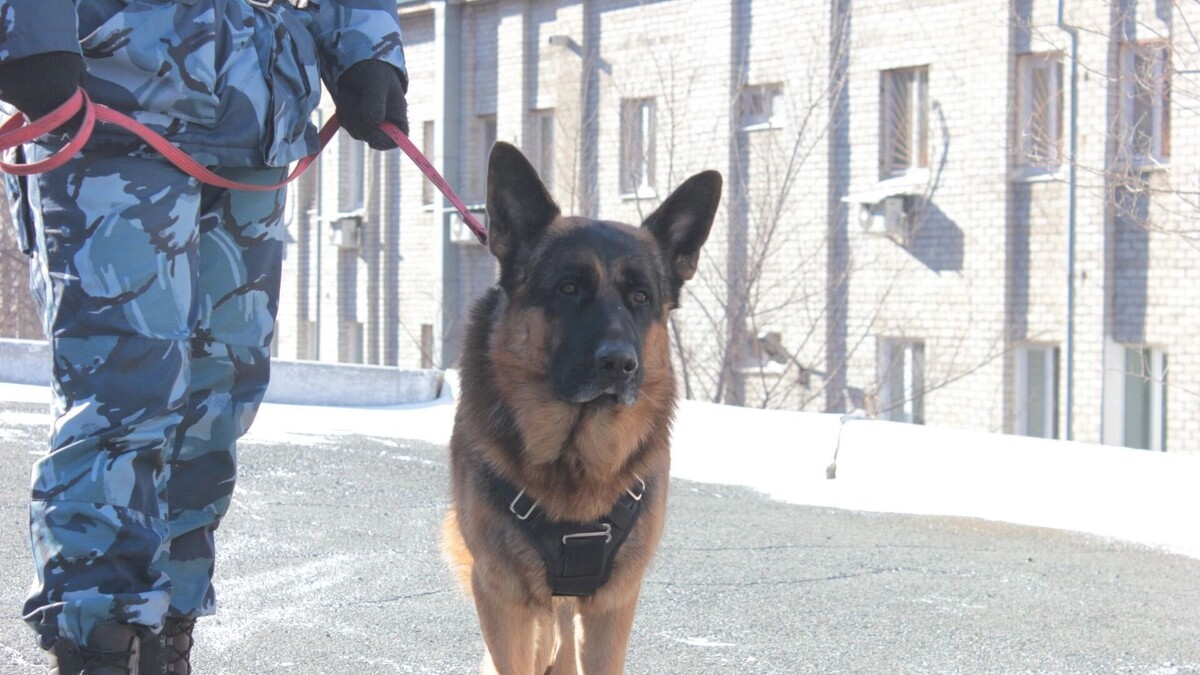     Источник: 1MI