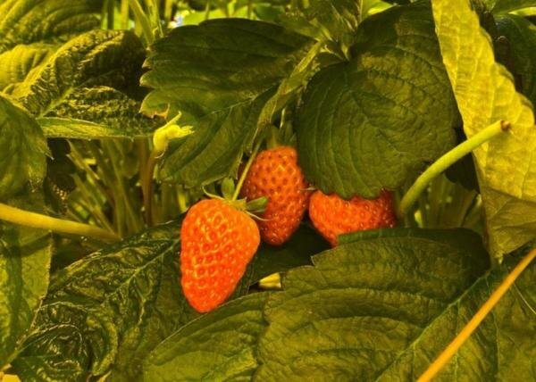    Фото сайта Минсельхоза РФ Екатерина Молчанова