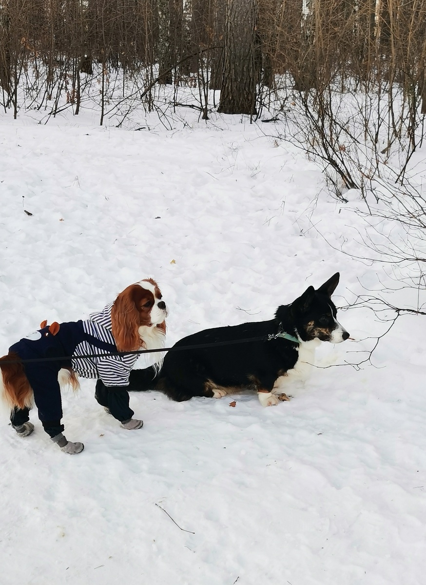 Кавалер Сэм и корги Рада смотрят, кто там к нам приближается... / на прогулке 27.01.2023/