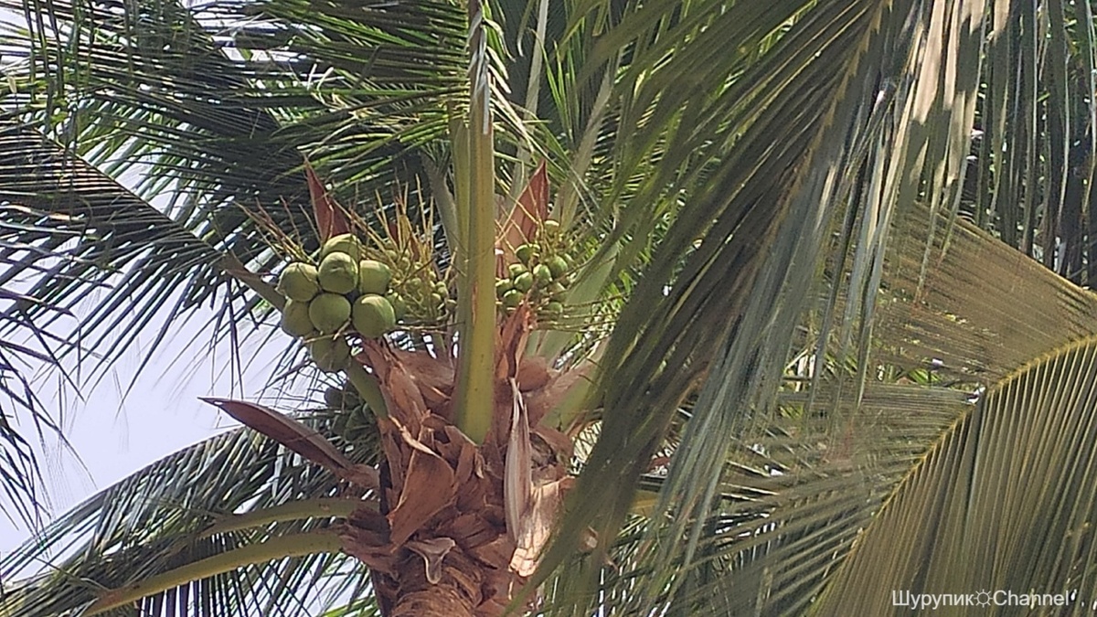 Молодые кокосы.