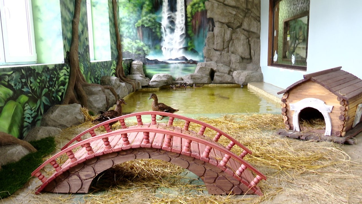 У уток в Тюменском зоопарке теперь есть собственное озеро с улучшенной системой фильтрации