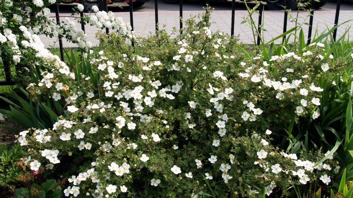     Источник: Брестский государственный университет имени А. С. Пушкина