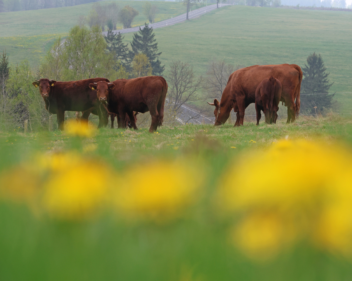 фото: Matthias Bein/dpa/Global Look Press