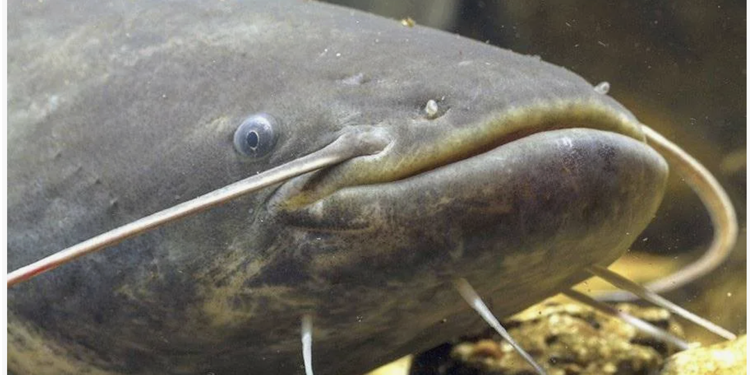 Рыба сом это собака!