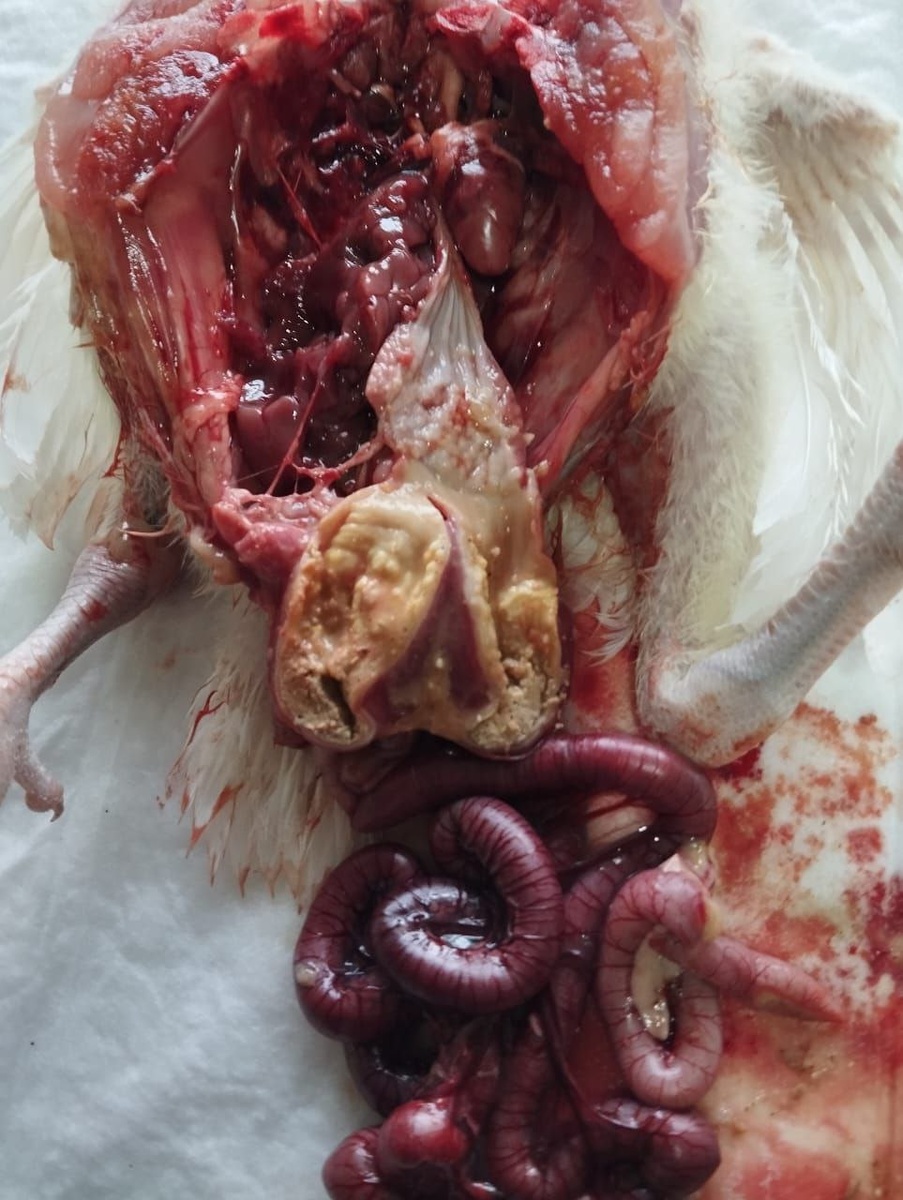 Вот такой кишечник- это клиническая картина кокцидиоза.