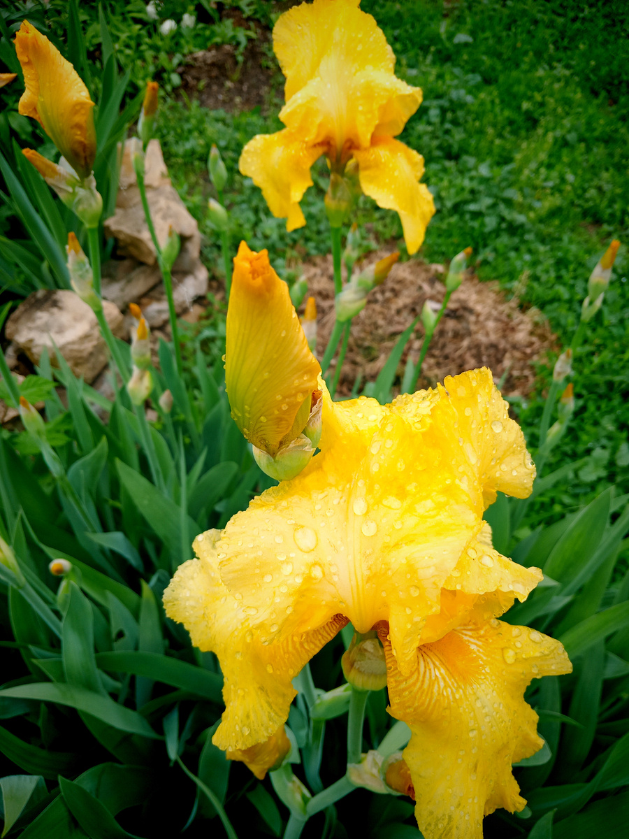 В окно меня заметила хозяйка этих Ирисов. Сказала, приходите осенью, дам ростки 🙂👍