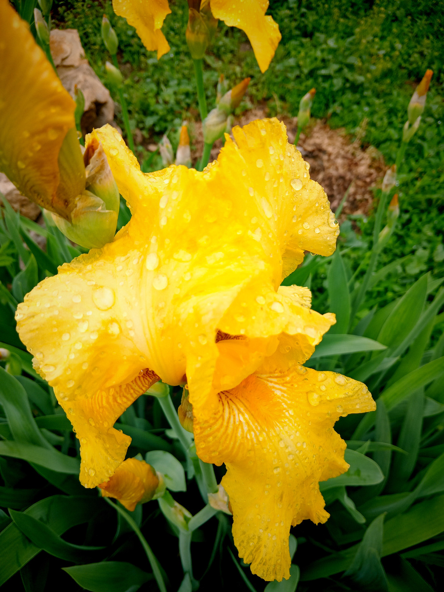 Как солнышко! Самое яркое, что я видела  за сегодняшний пасмурный день 🙂