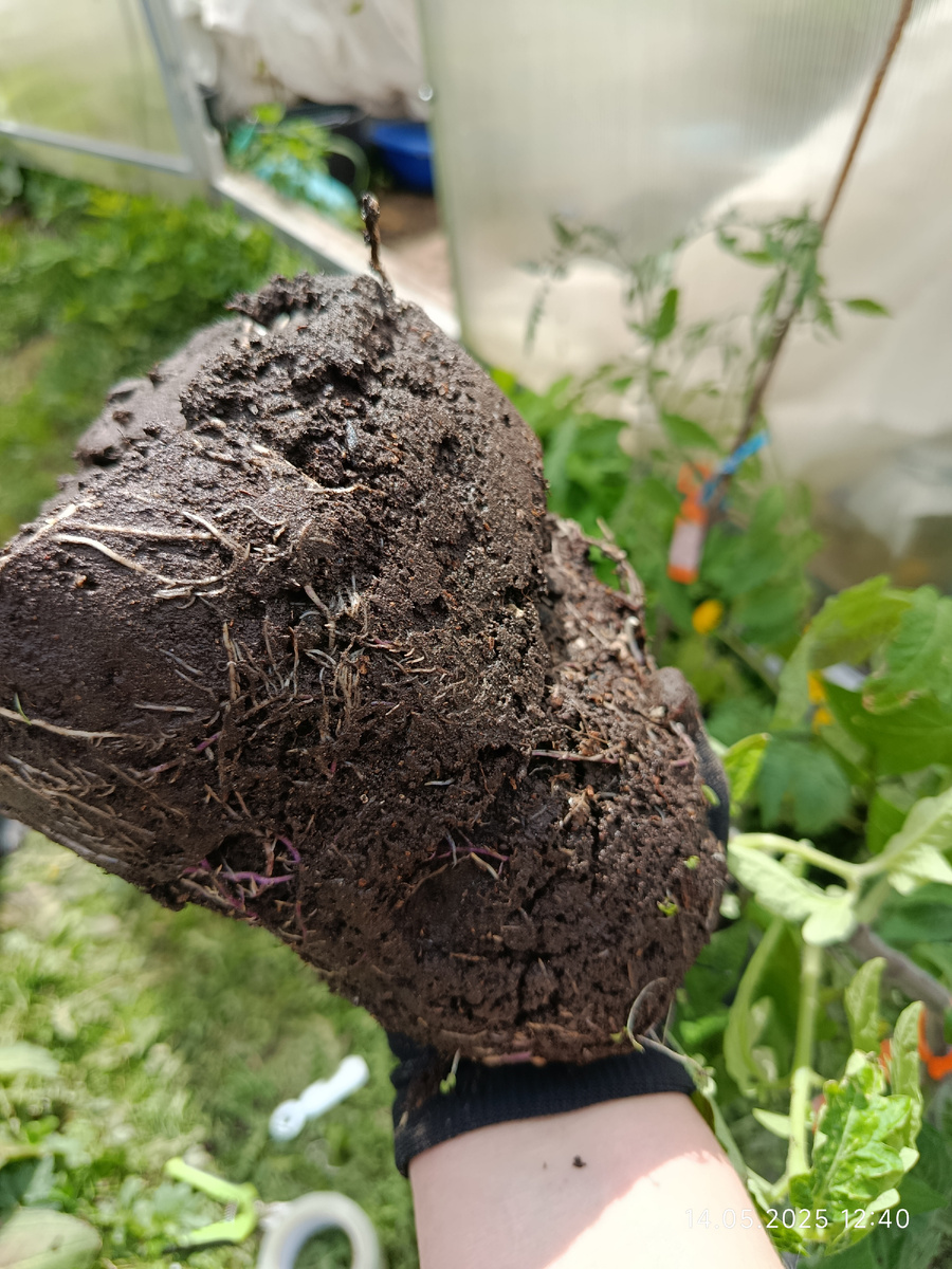 Какой-то штамбовый гном. Может Махагони, может Полосатый энто.