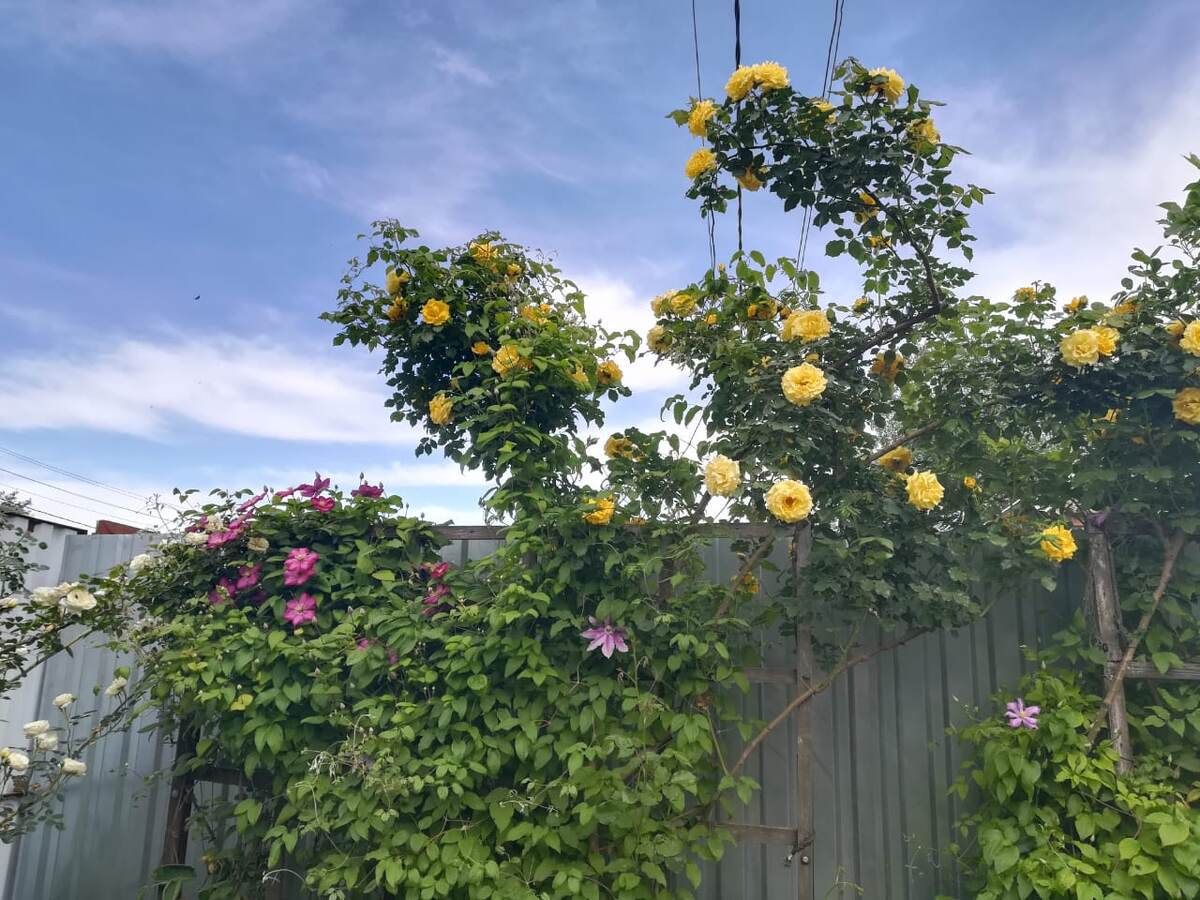 Фото старое, первого куста. Основную красоту соседи наблюдали.