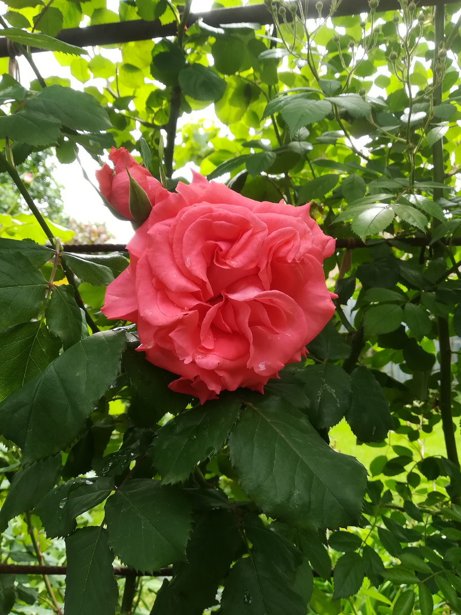 Первый цветок. 