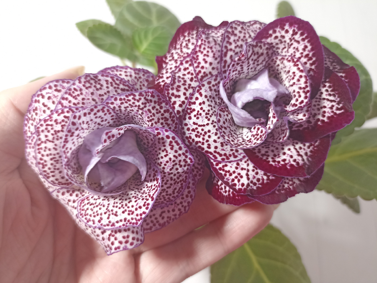 Глоксиния цветёт. На разных побегах получилась разная окраска