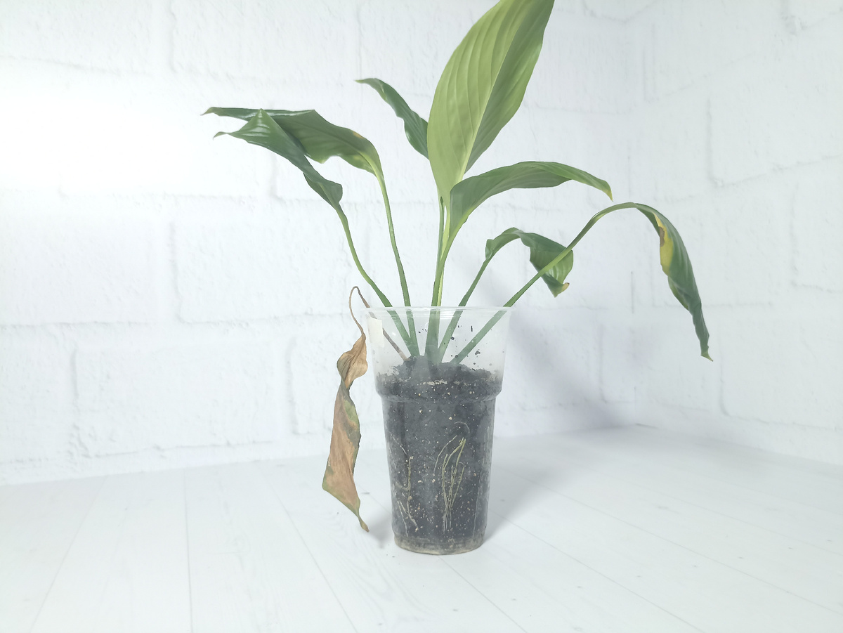 Иногда приходят комментарии: "Зачем показывать больные растения?". Поэтому хочется сделать ремарку, что в блог пишу не для того, чтобы "похвалиться", а просто показываю рабочий процесс. Подобные непривлекательные листья считаю его частью и даже неотъемлемой частью комнатного цветоводства )