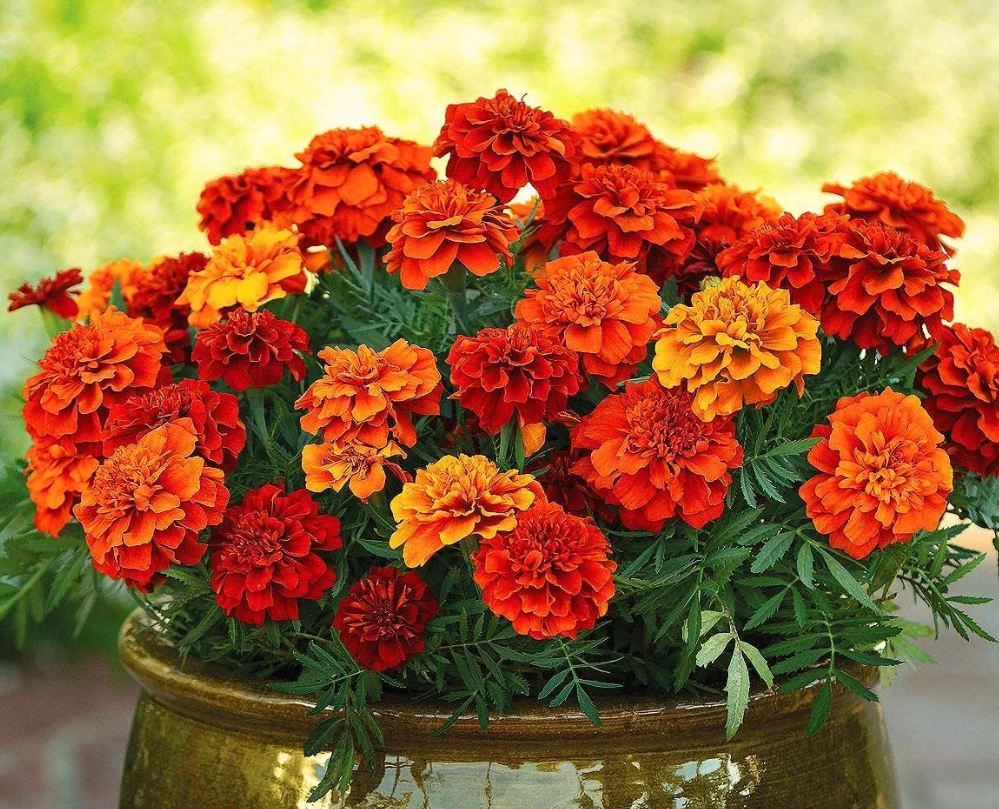 Ключевые слова: бархатцы от комаров, какие цветы отпугивают насекомых