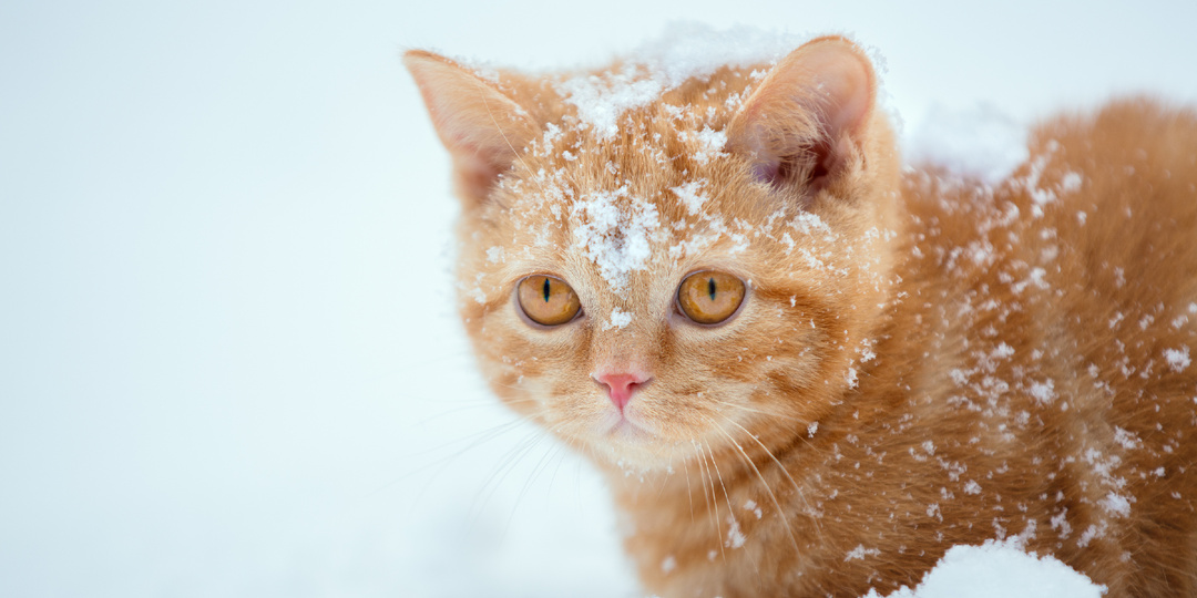 А ведь мог умереть