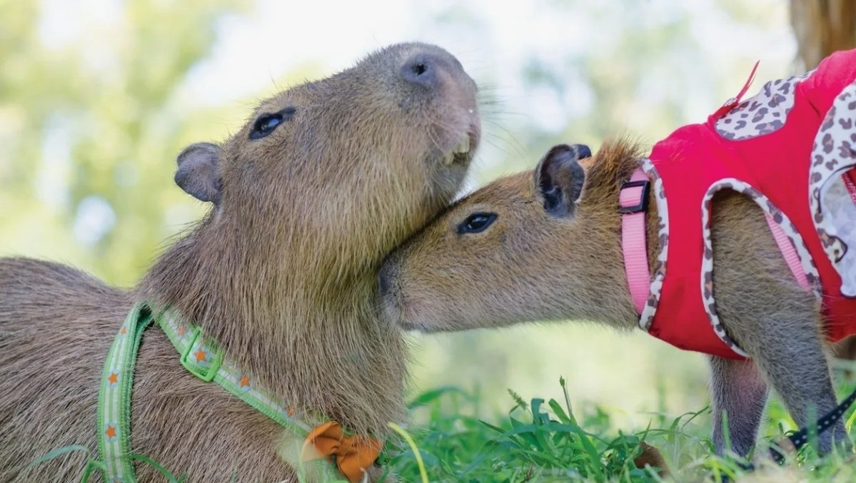 Они позволяют себя наряжать...