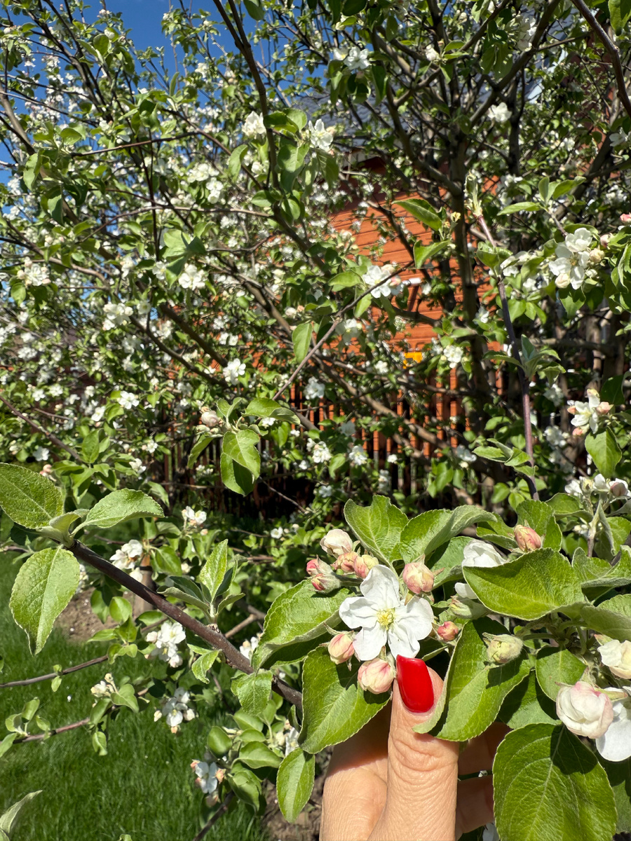 Фото автора. Цветение яблони сорта «Солнышко» в Казани