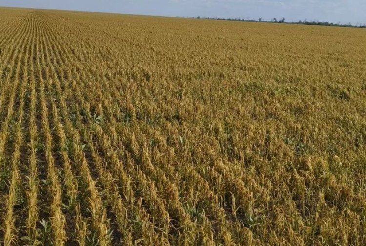    В ЛНР озимые отреагировали на волновые заморозки, но о последствиях пока говорить рано