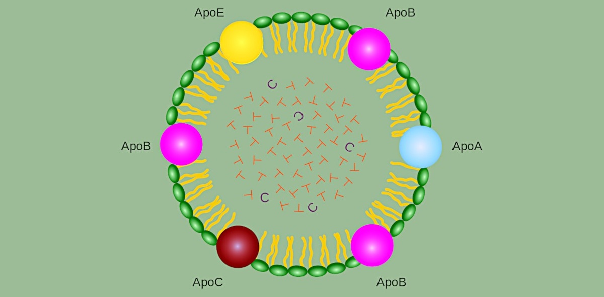 Хиломикроны – один из классов липопротеиновых частиц. Состоят из фосфолипидной оболочки, в которую встроены аполипопротеины, а внутри содержится холестерин (С) и триглицериды (Т). © CC BY-SA 4.0/BQUB1819-VallsMilla