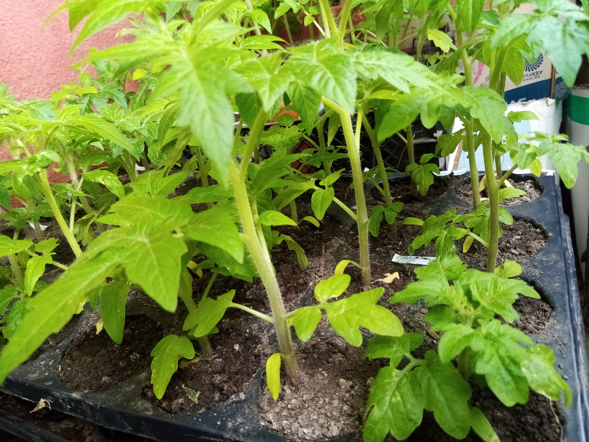 В правом нижнем углу - Балконное чудо, рядом слева - Амурский штамб.