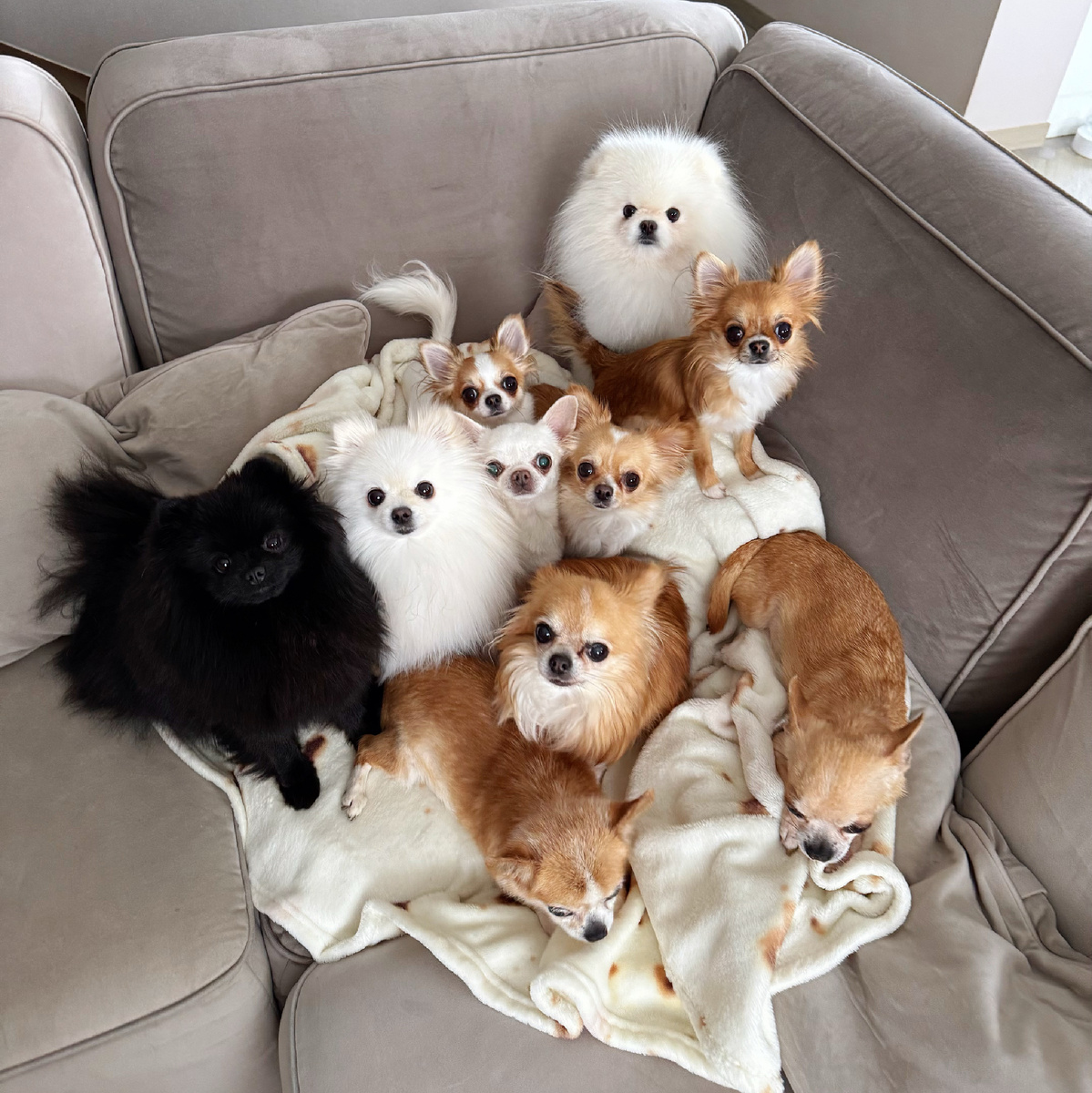 Наши чихуахуа и шпицы