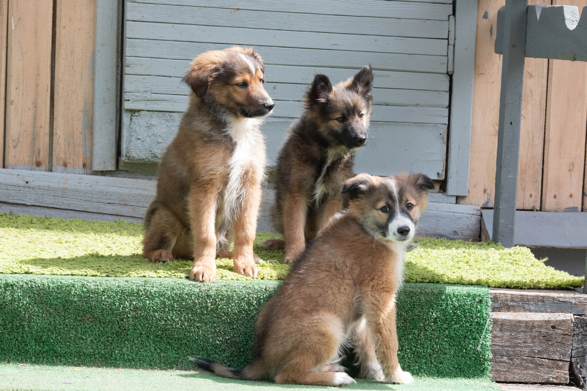 Окрепли малыши за две недели!