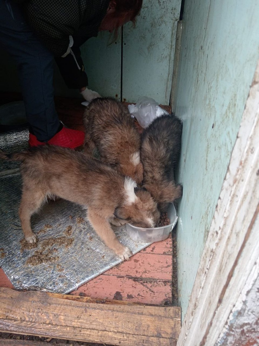 Ст рашненькие, грязные, голодные