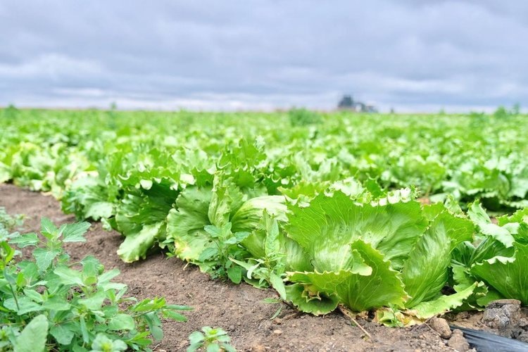    В Астраханской области собирают первый урожай знаменитого кочанного салата с открытого грунта