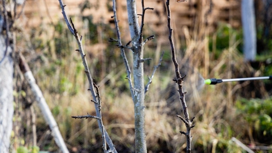 Фото здесь и далее ShutterStock/Fotodom.ru