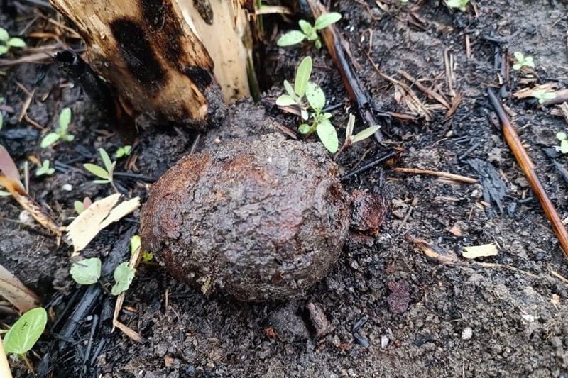    Фото: пресс-служба Росгвардии Краснодарского края