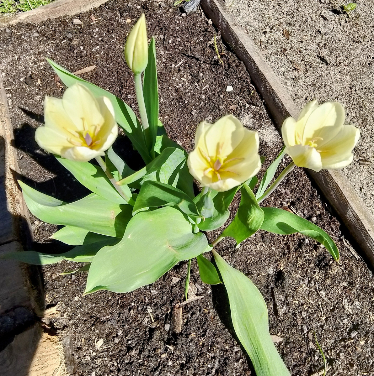 Распустились первые тюльпаны 