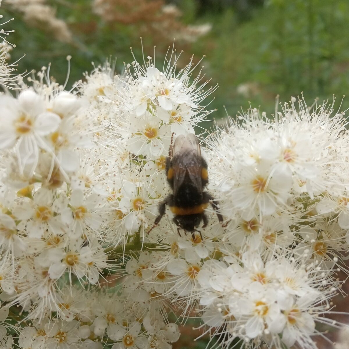 Наш жучина был больше, гораздо больше. Но по понятным причинам я его не сфотографировала. Не до того, знаете ли, было.