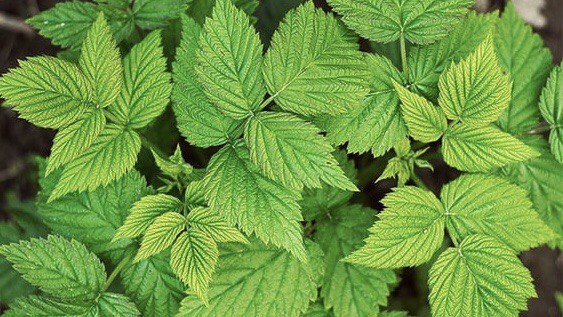 Листья малины