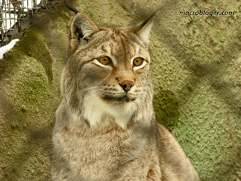 Рысь европейская
