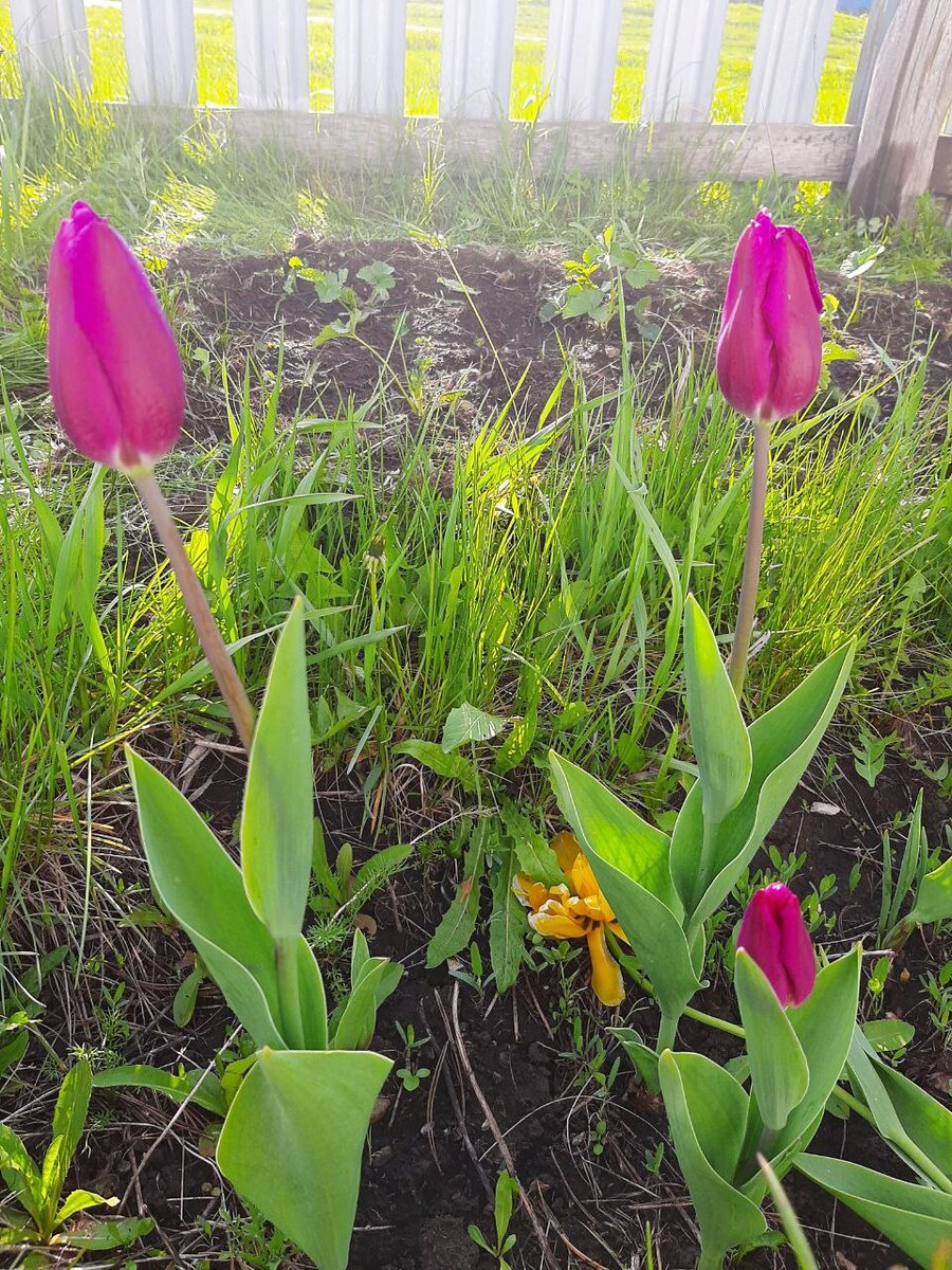 Тюльпаны, сорт "Негрита", весна-2024