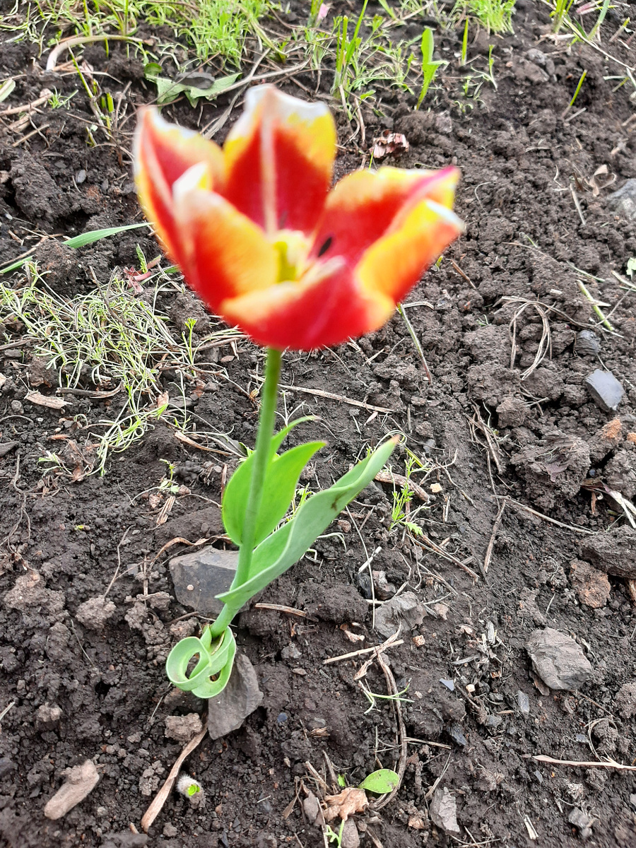 Сорт не помню ...