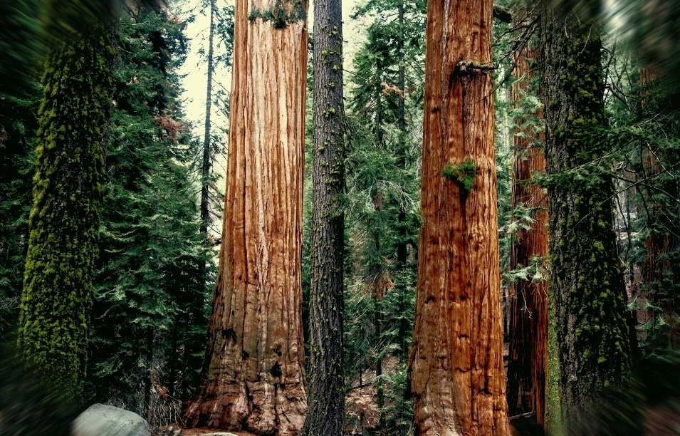 Фото взято из Интернета.