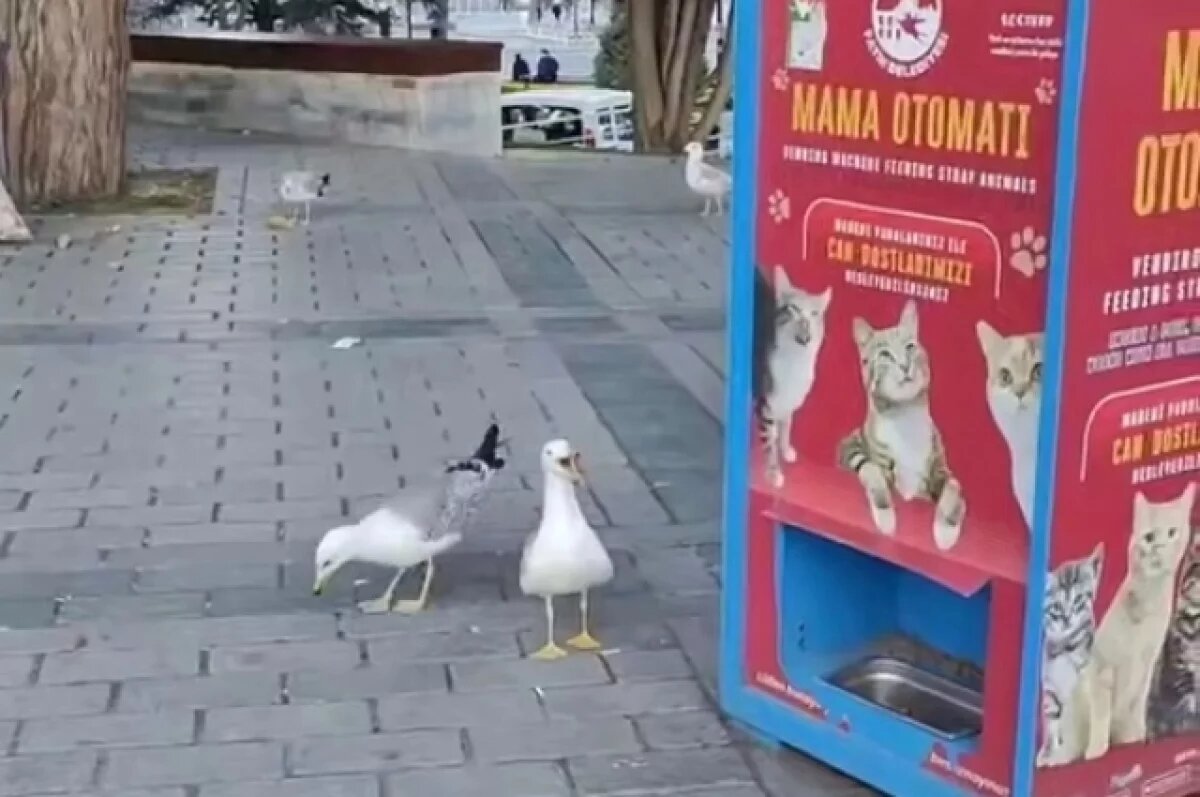    Появилось видео с турецкой чайкой, научившейся мяукать ради кошачьего корма