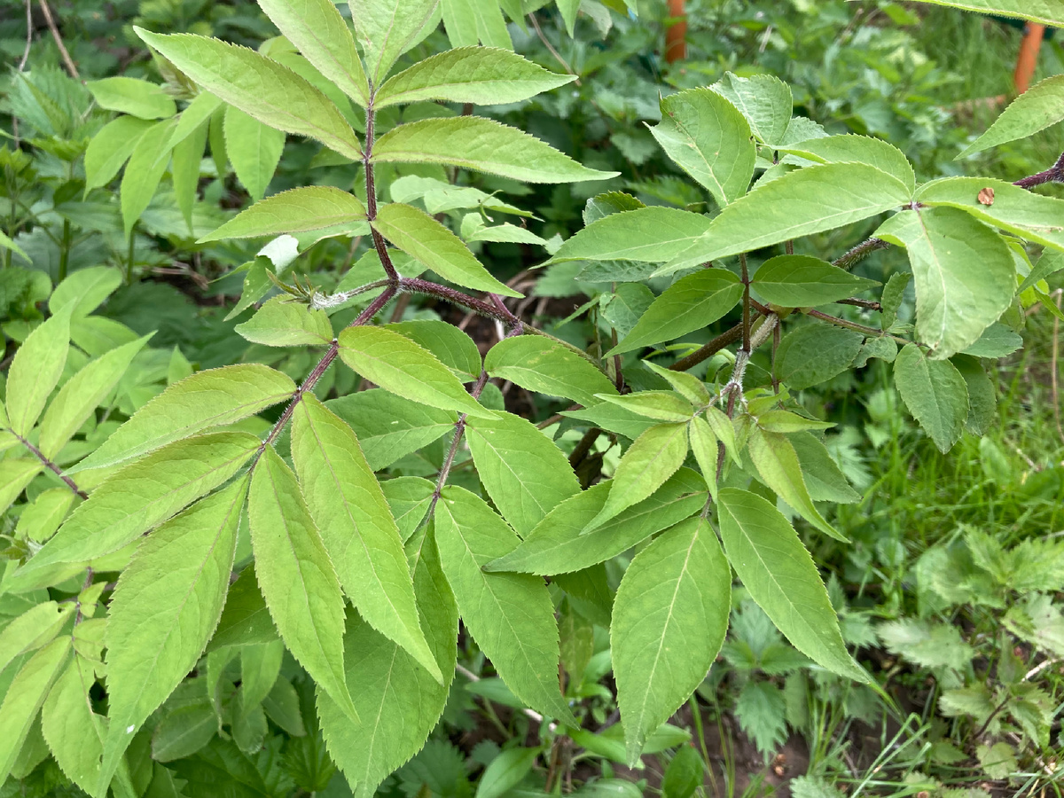 Покрупнее - бузина красная у меня на фото?