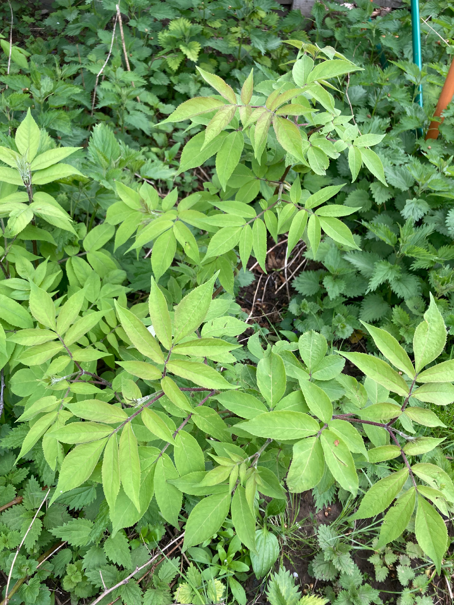 Предположительно бузина красная у меня выросла