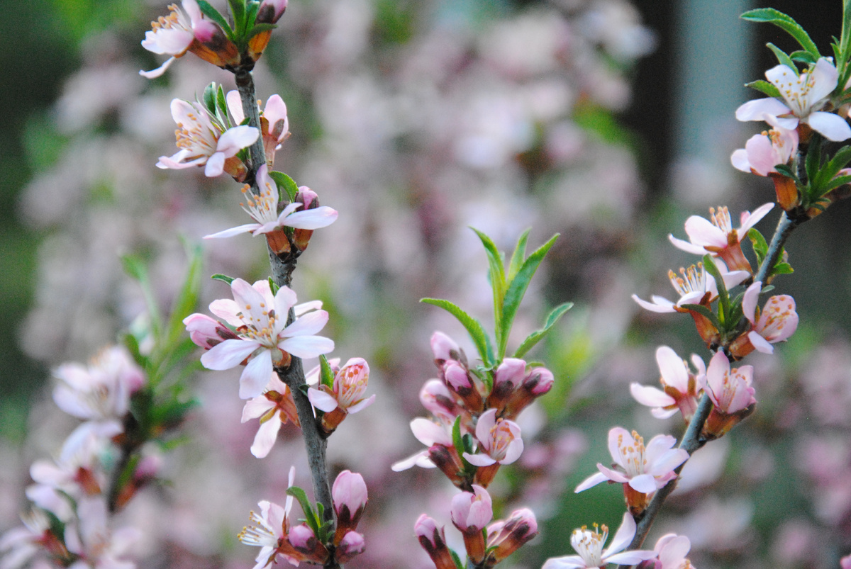 Степной миндаль. Фото автора