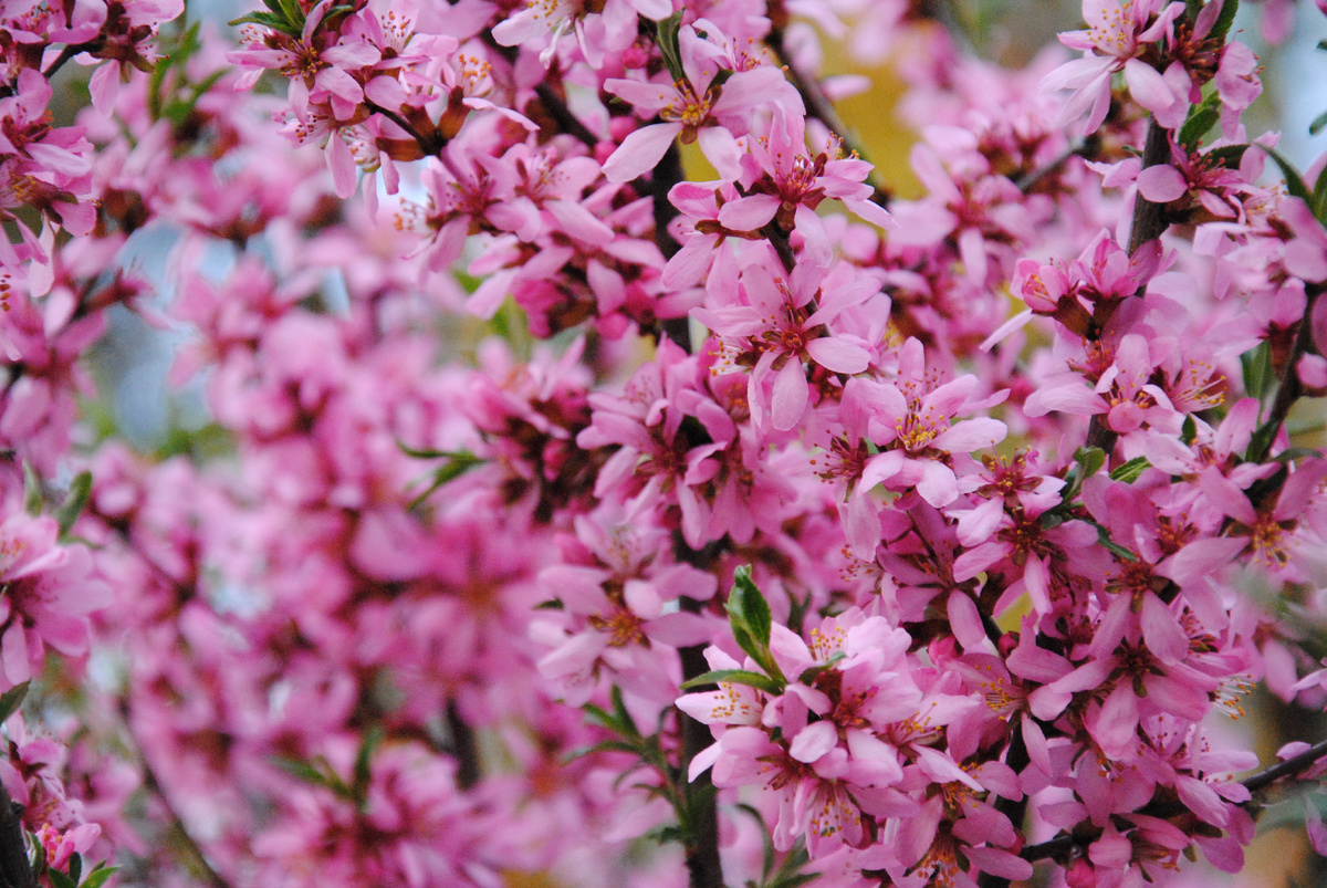 Степной миндаль. Фото автора