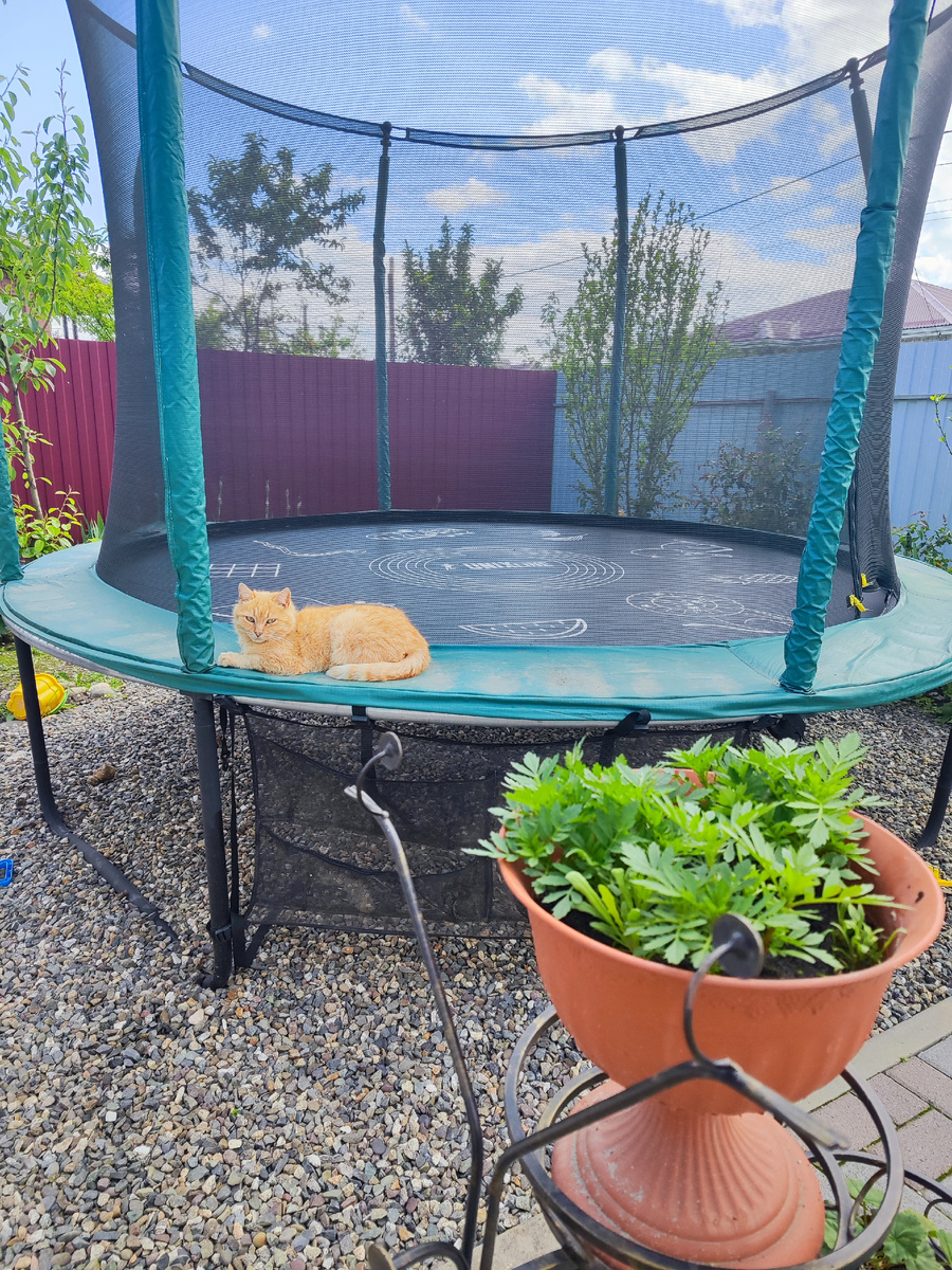 Кошка Пушок)))